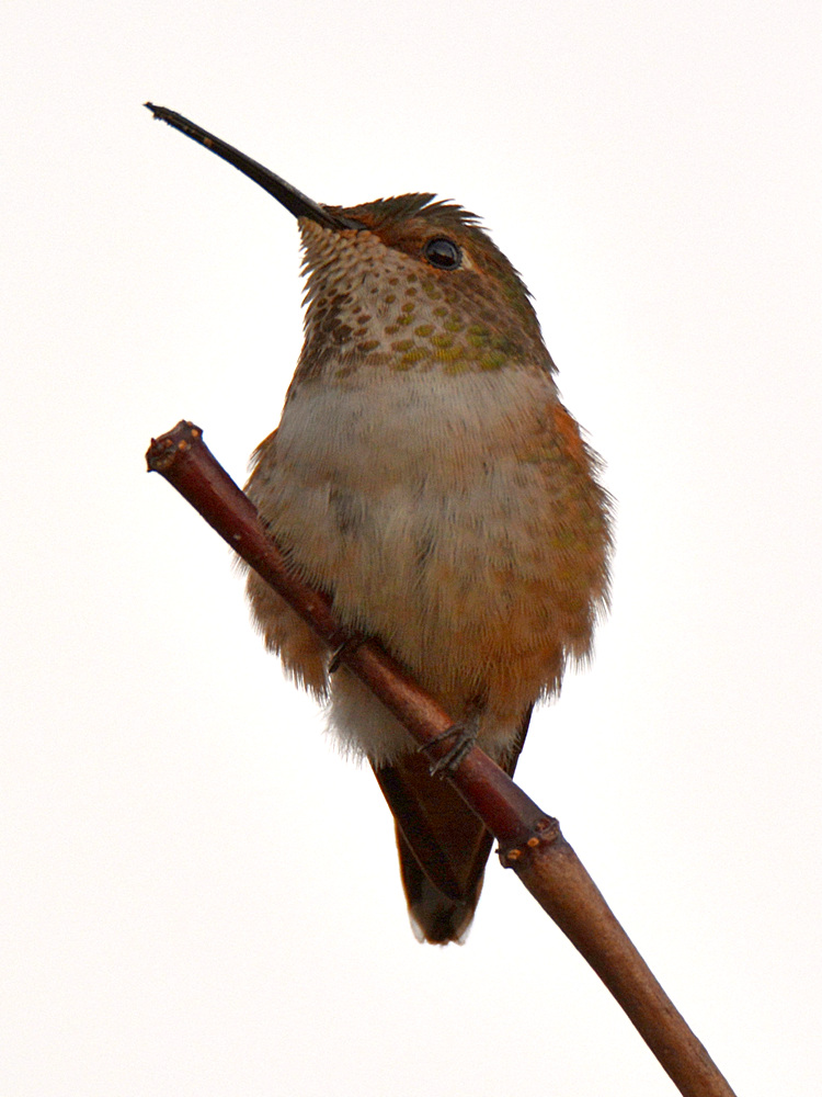 Hummer9.jpg
