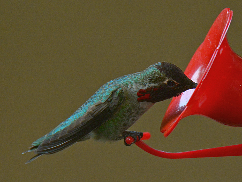 Hummer9.jpg
