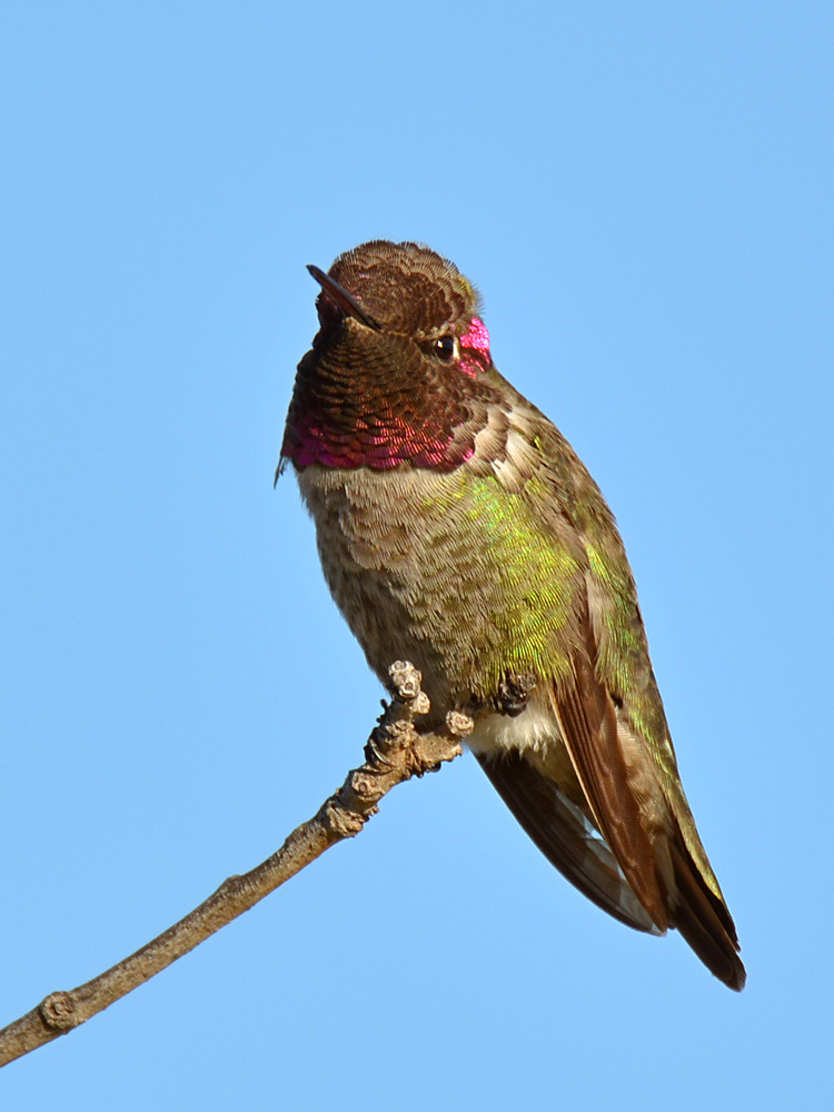 Hummer9.jpg