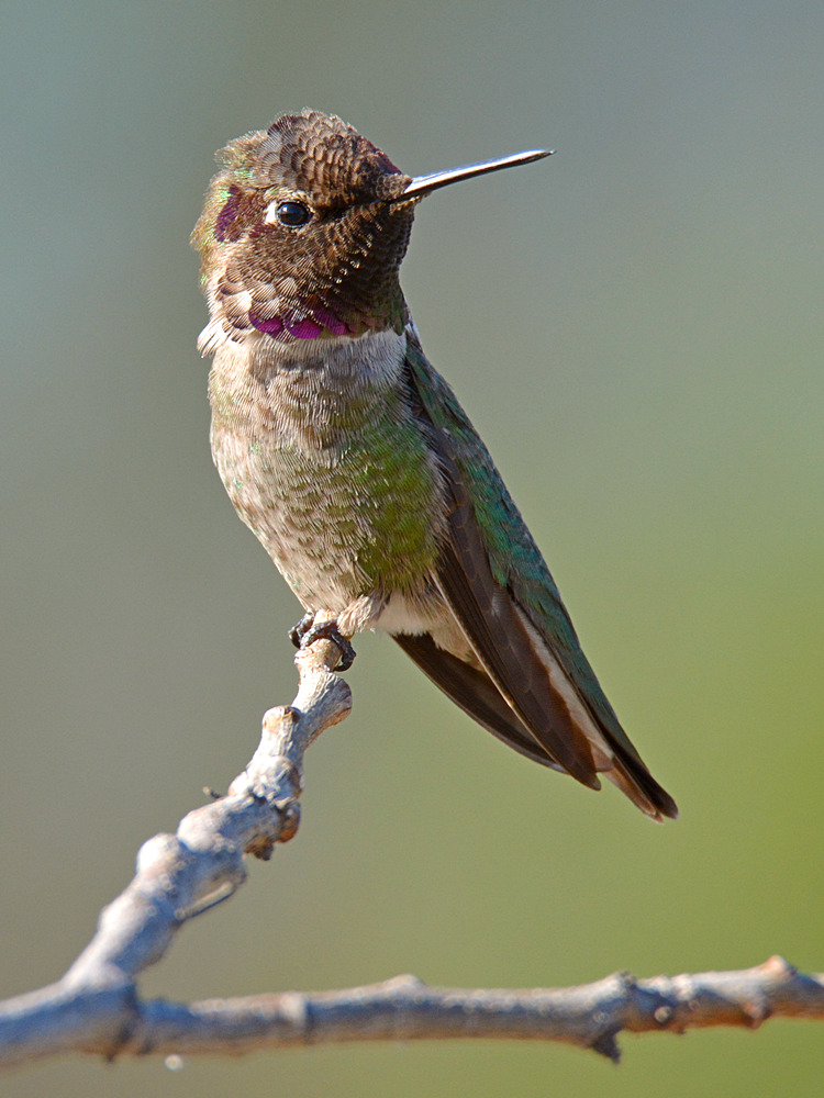 Hummer9.jpg
