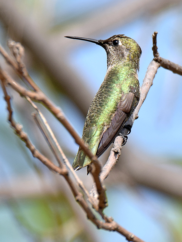 Hummer9.jpg