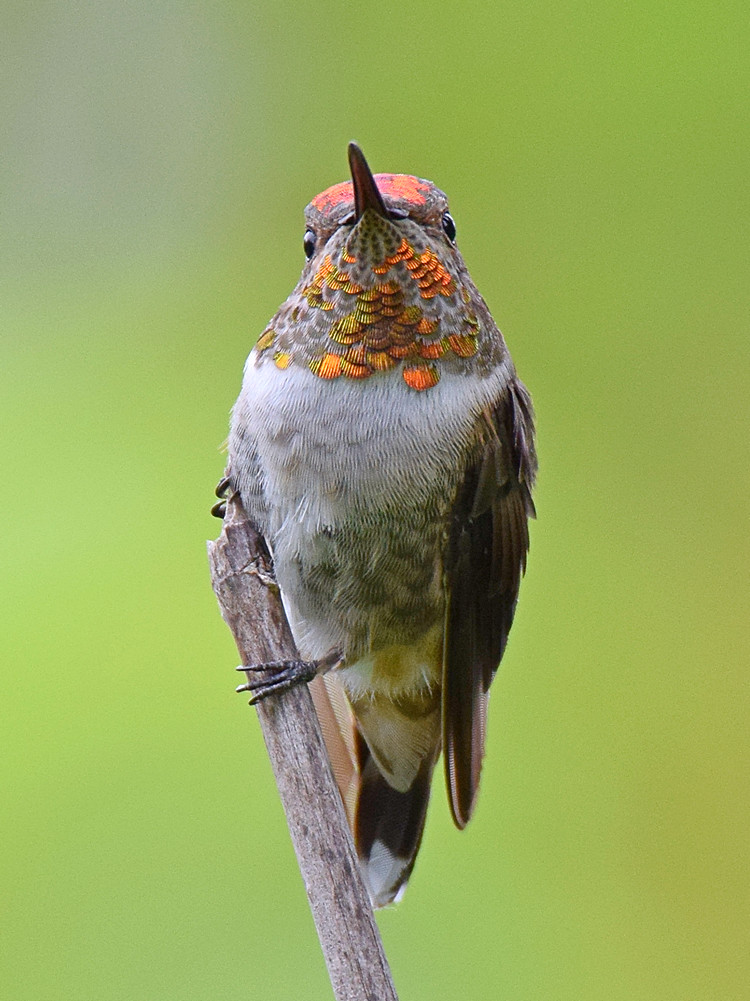 Hummer9.jpg