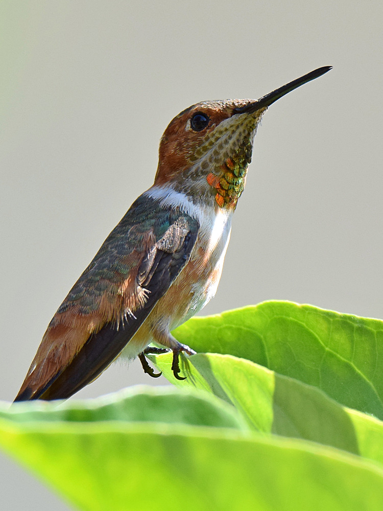 Hummer9.jpg