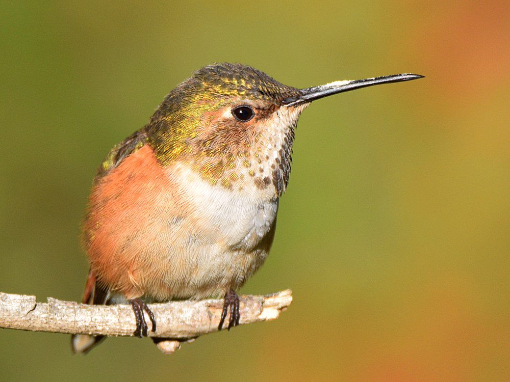 Hummer9.jpg