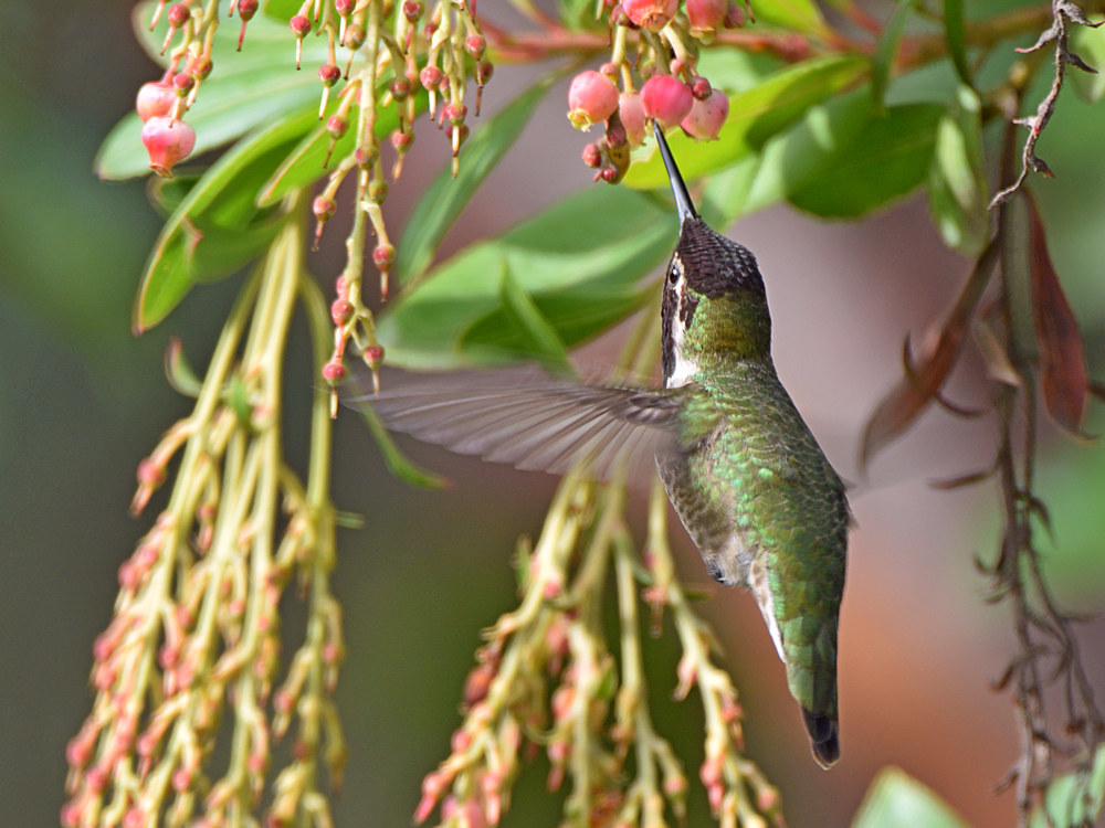 Hummer9.jpg