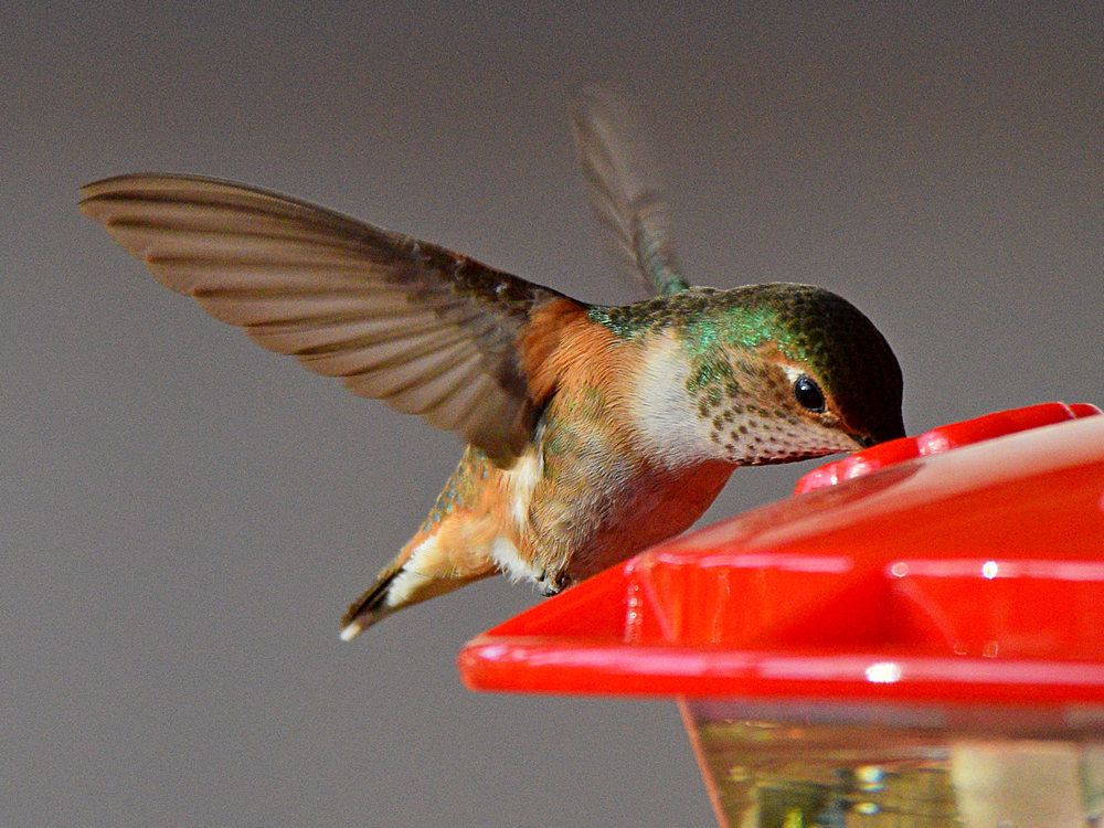 Hummer9.jpg