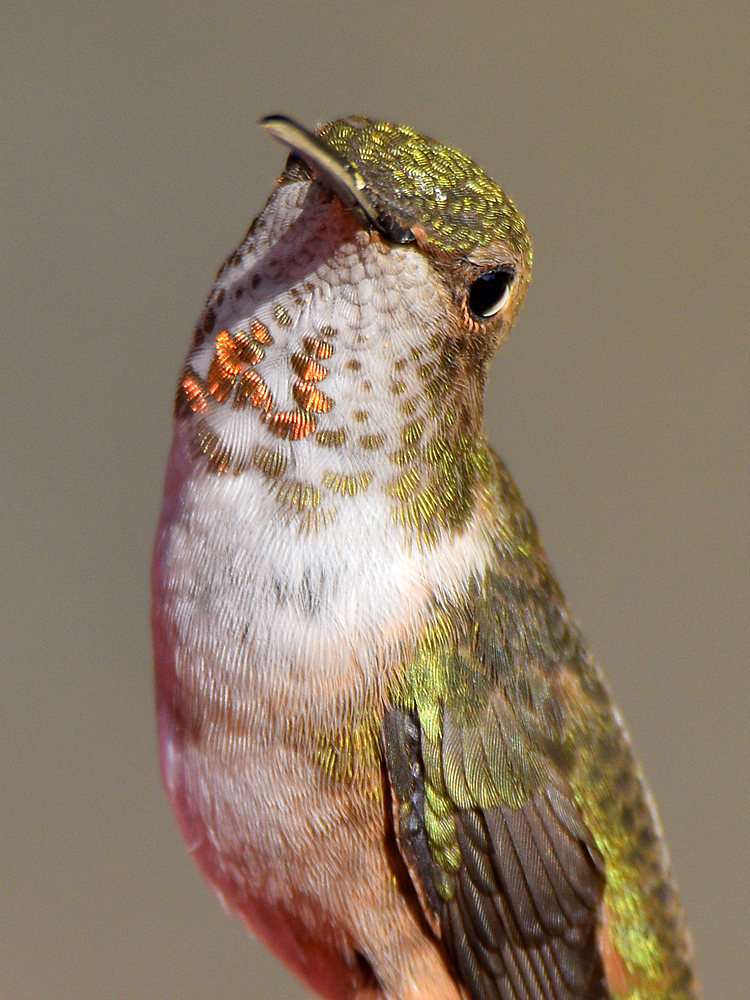Hummer9.jpg