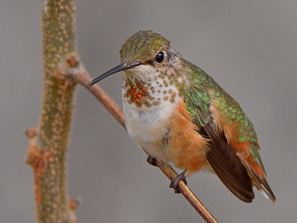 Hummer9.jpg