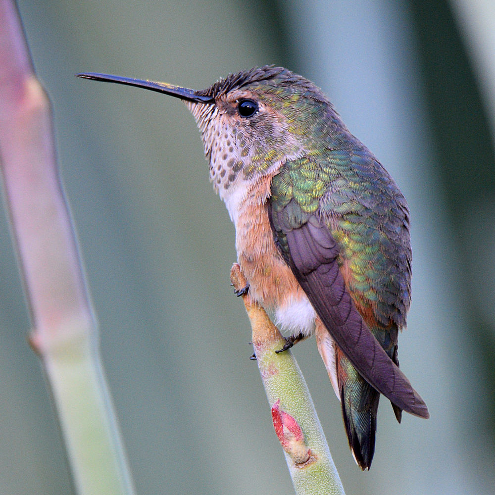 Hummer9.jpg
