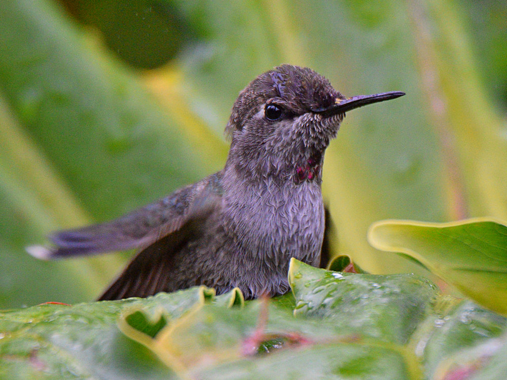 Hummer9.jpg