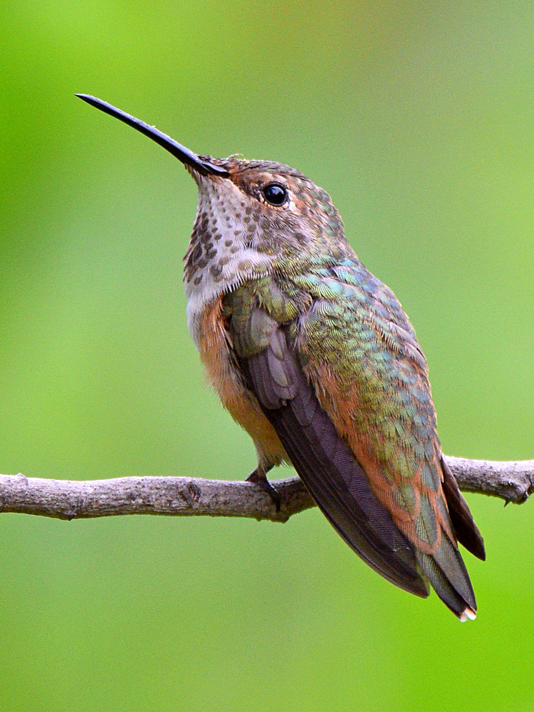 Hummer9.jpg