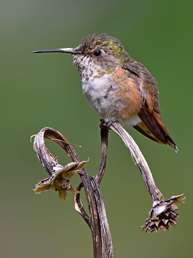 Hummer9.jpg