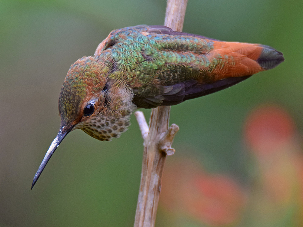 Hummer9.jpg