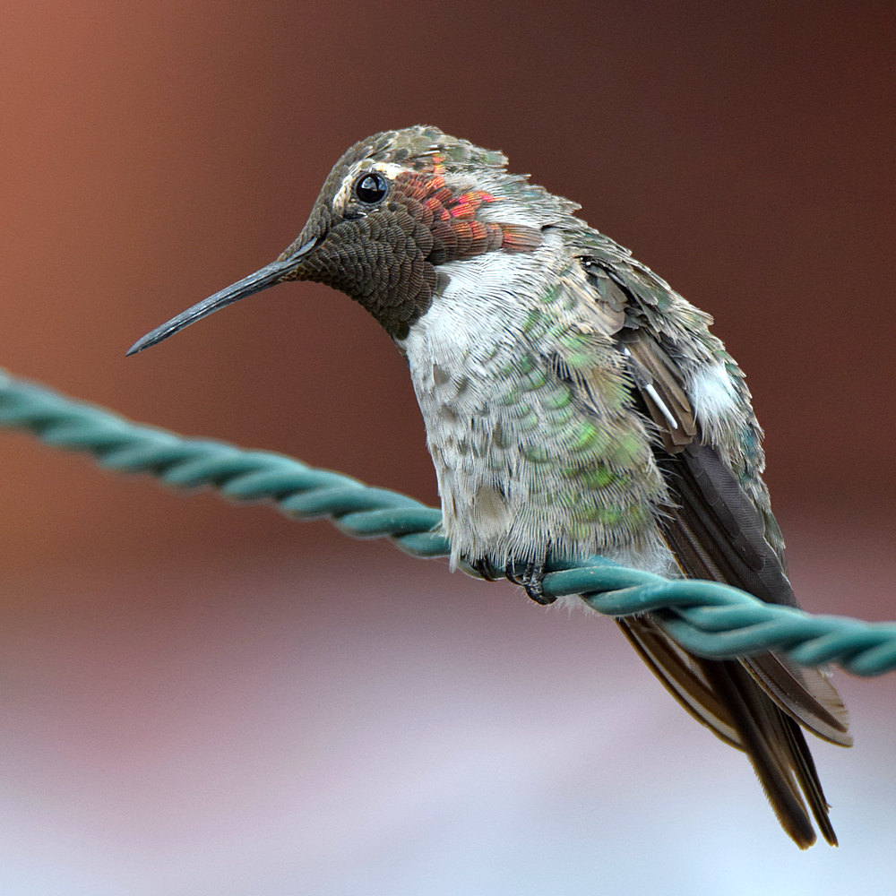 Hummer9.jpg