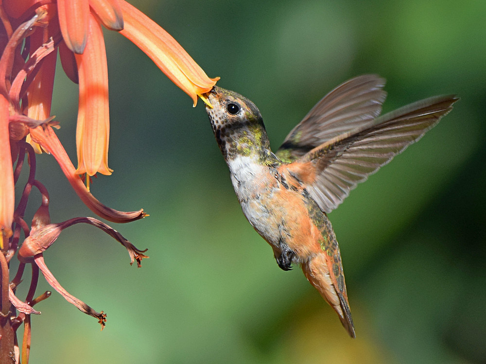 Hummer9.jpg