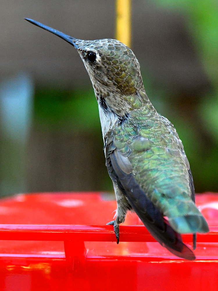 Hummer9.jpg