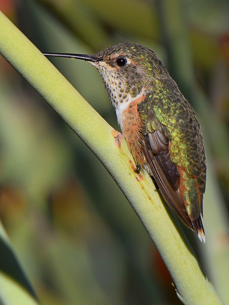 Hummer9.jpg
