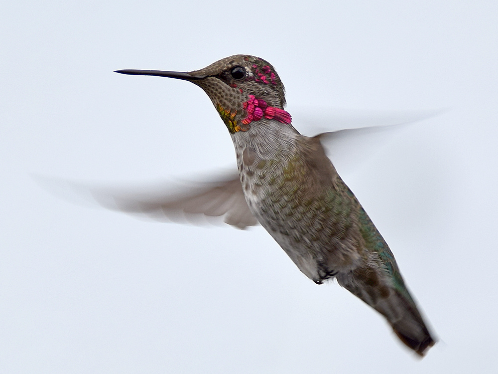 Hummer9.jpg