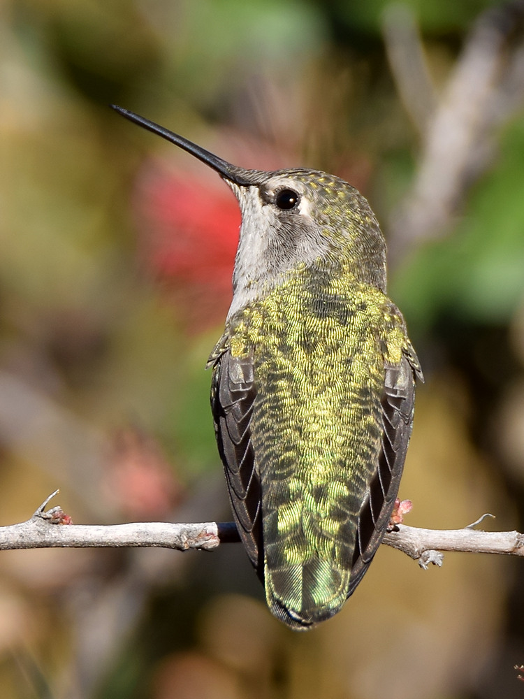 Hummer9.jpg