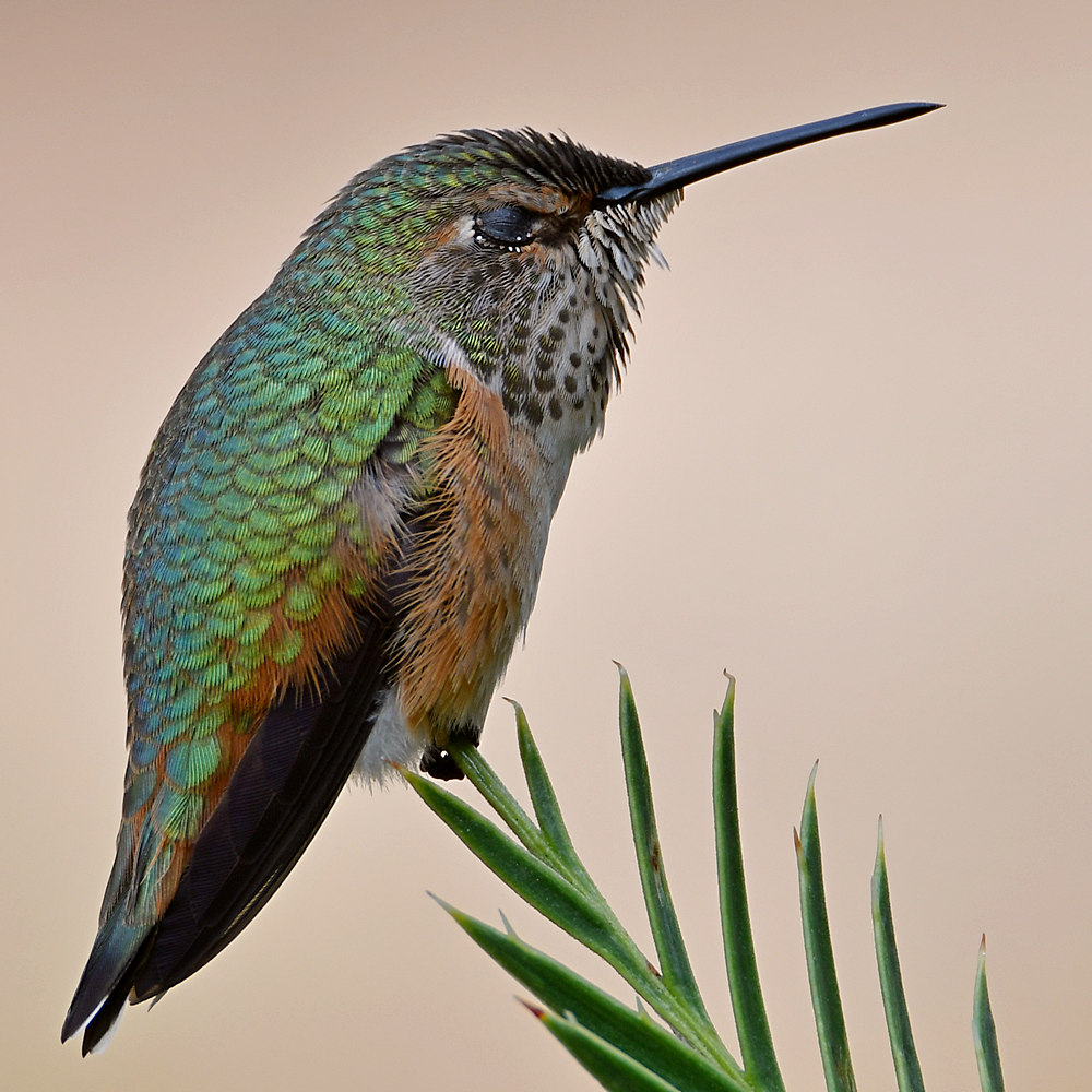 Hummer9.jpg
