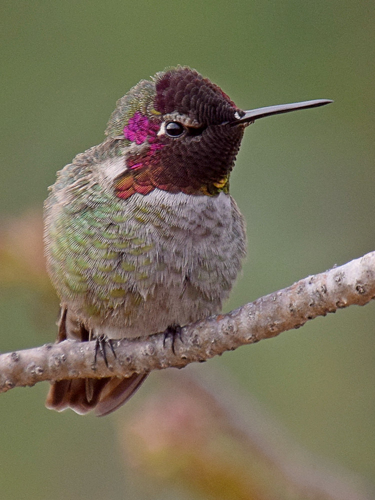 Hummer9.jpg