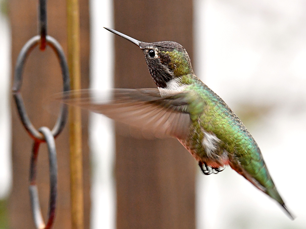 Hummer9.jpg