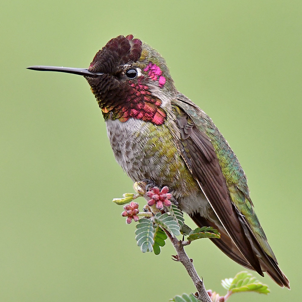 Hummer9.jpg