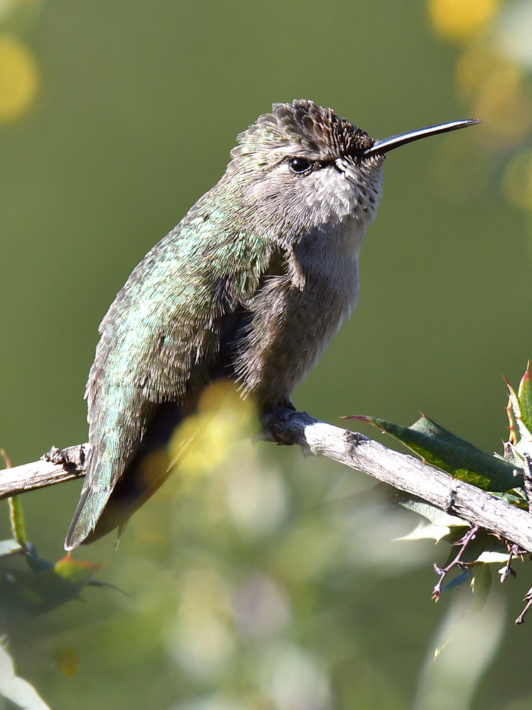 Hummer9.jpg