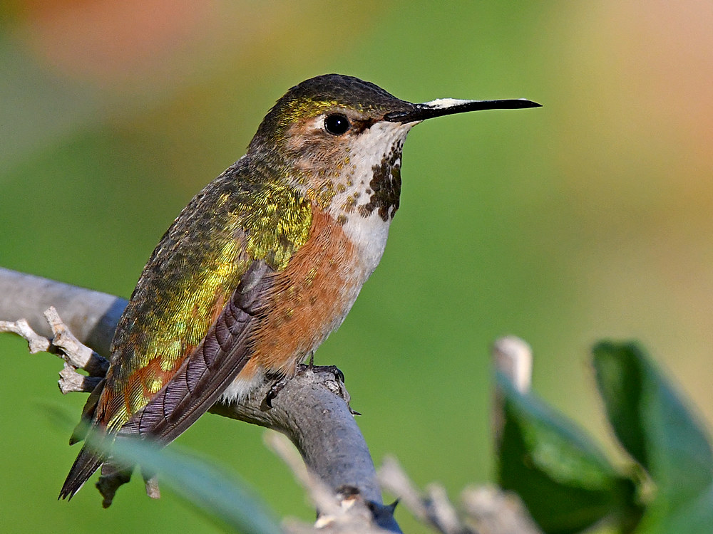 Hummer9.jpg