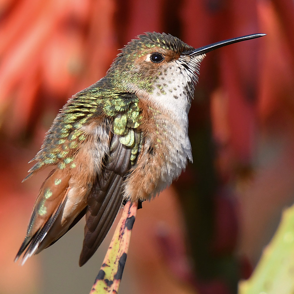 Hummer9.jpg