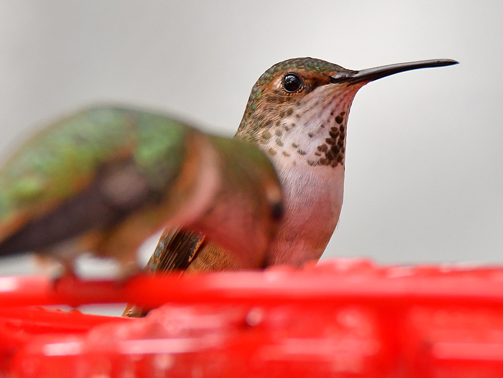 Hummer9.jpg