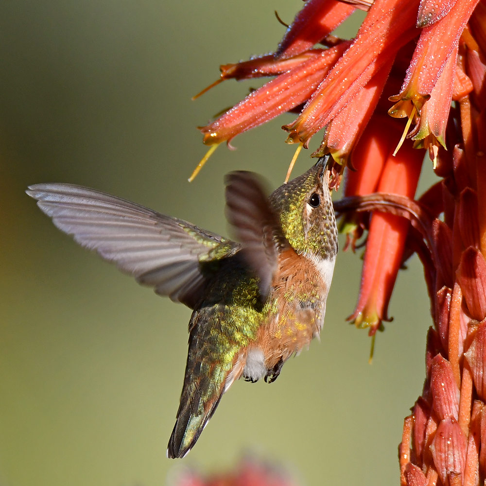 Hummer9.jpg