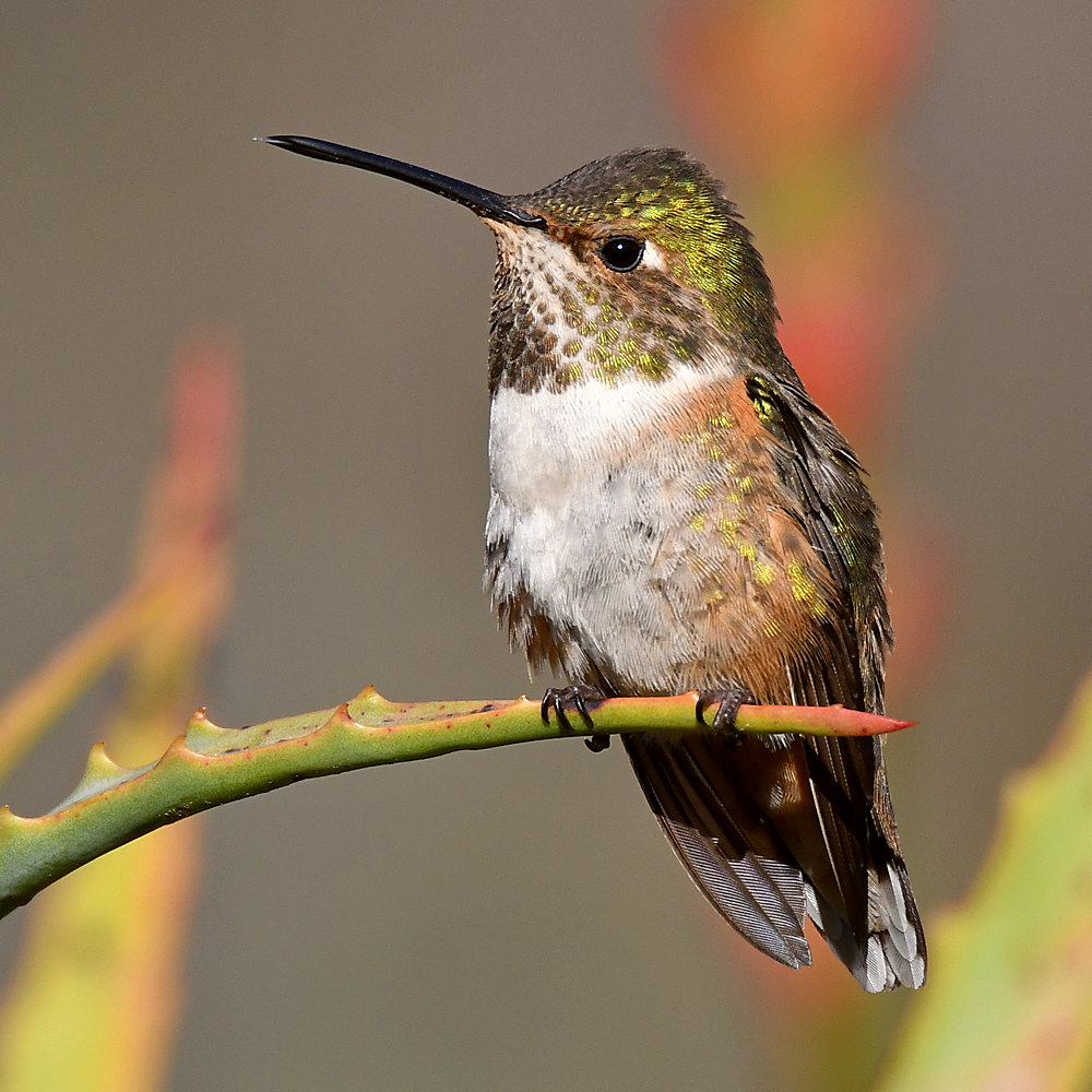 Hummer9.jpg