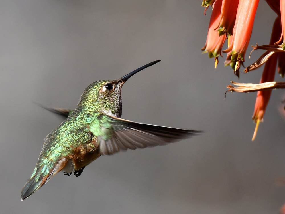 Hummer9.jpg