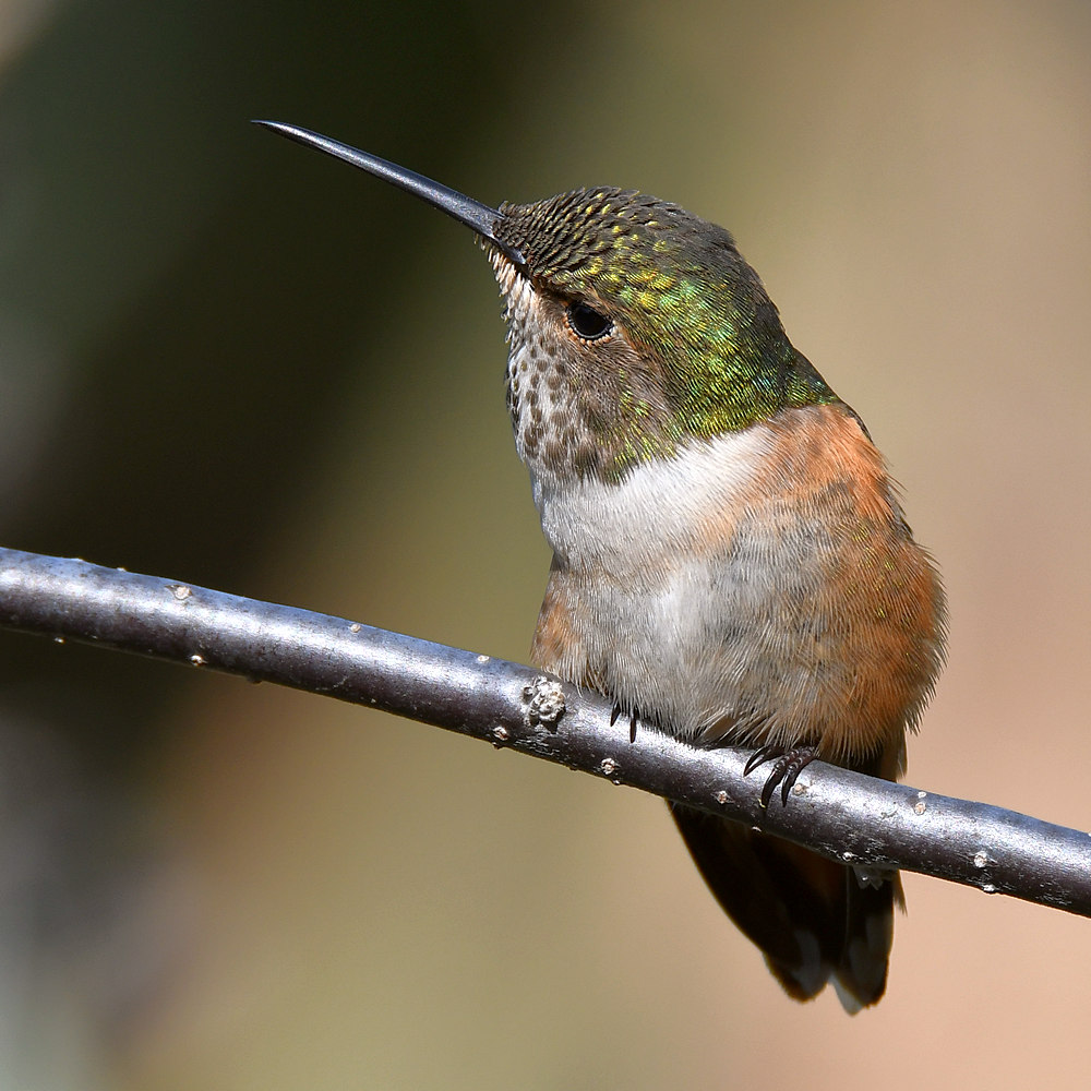 Hummer9.jpg