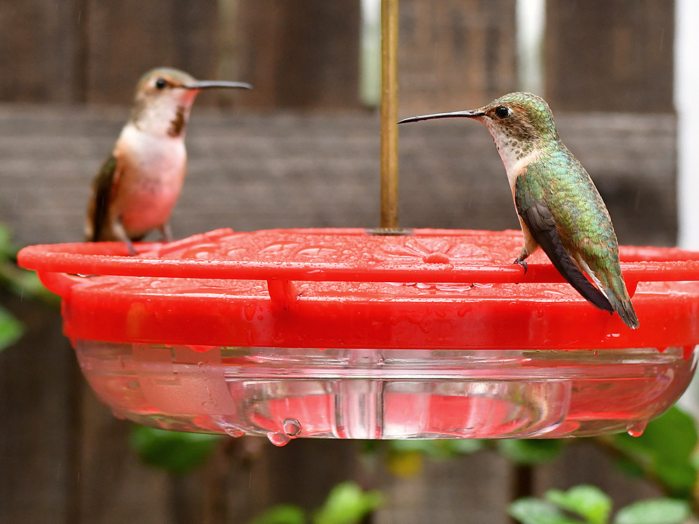 Hummer9.jpg