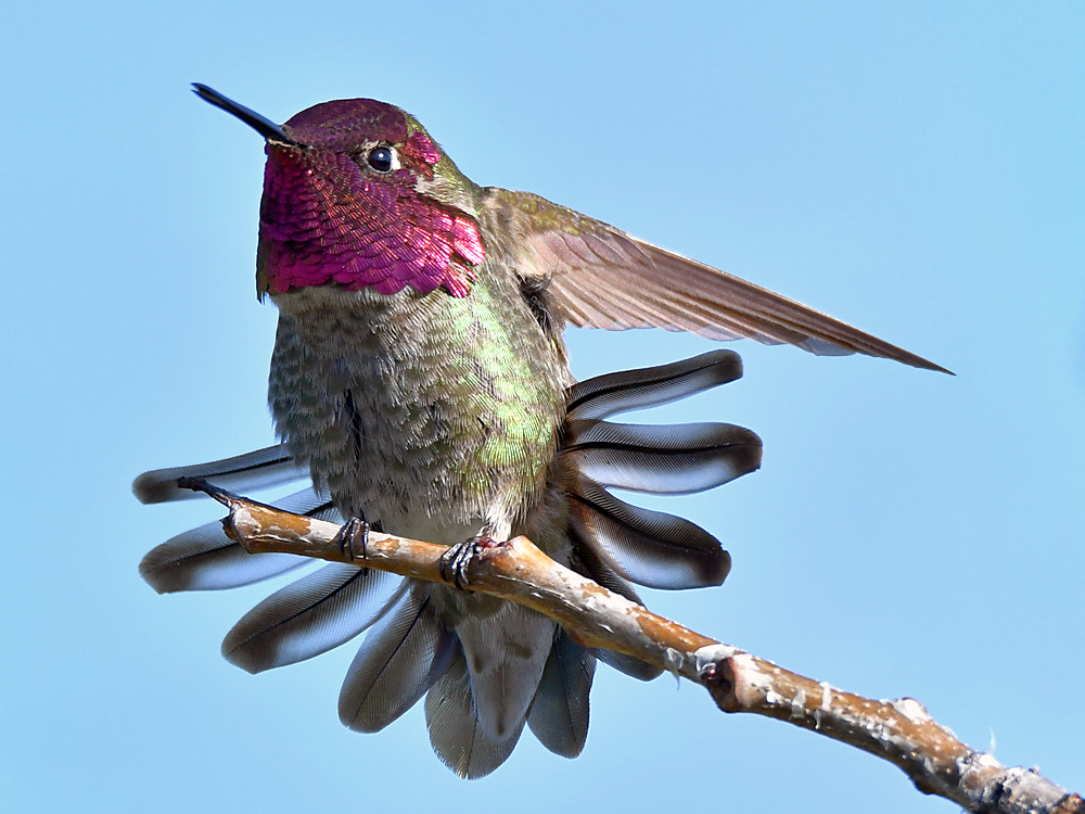 Hummer9.jpg