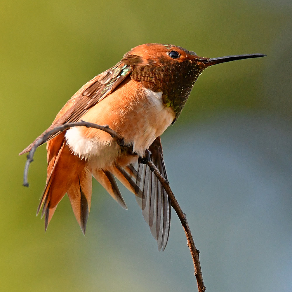 Hummer9.jpg