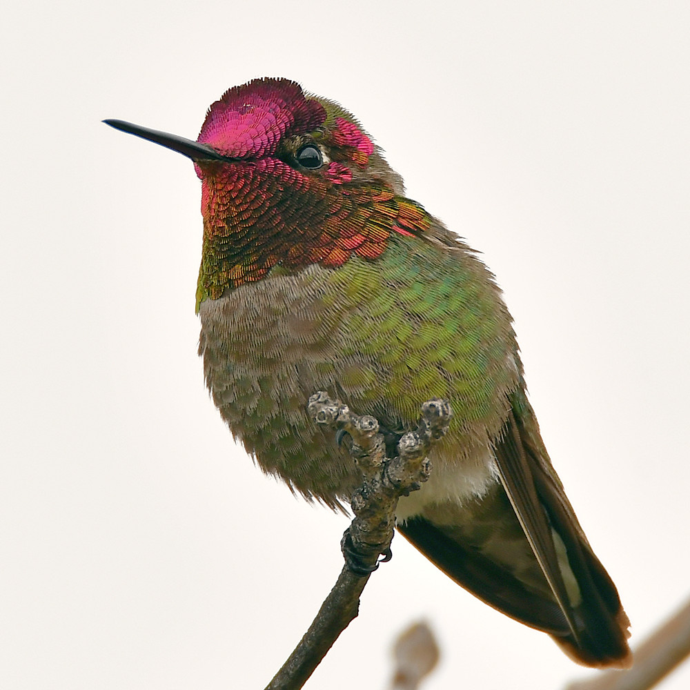 Hummer9.jpg