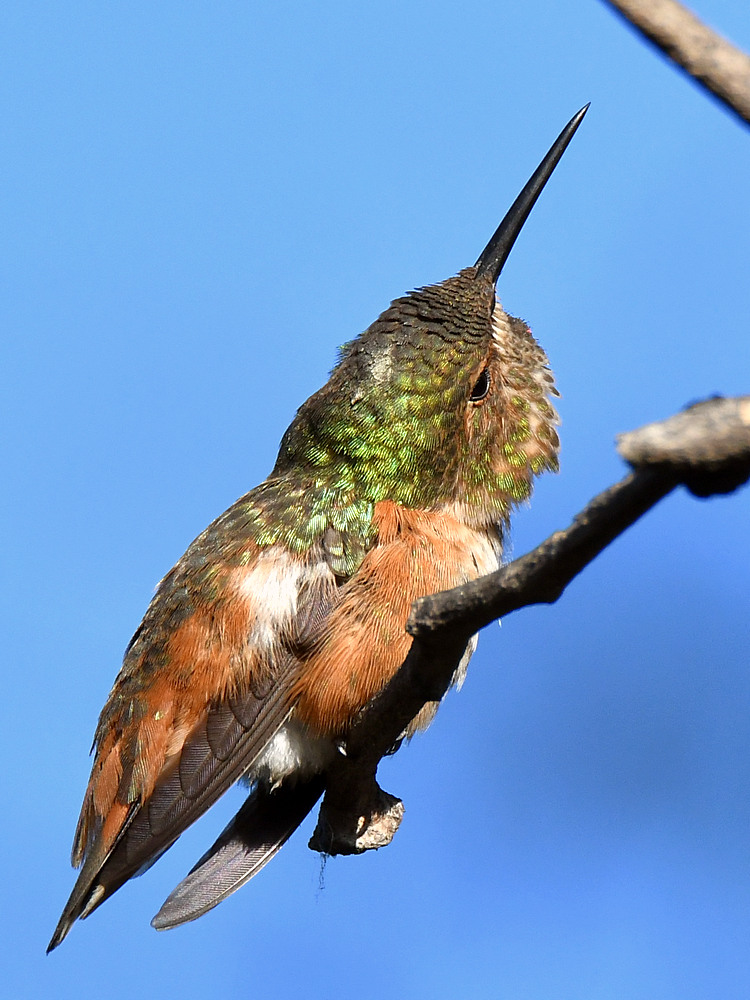 Hummer9.jpg