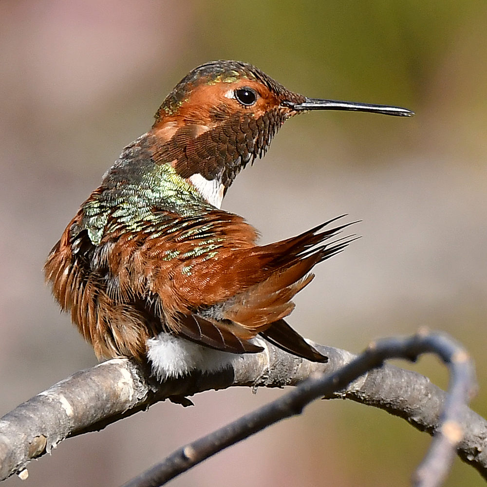 Hummer9.jpg