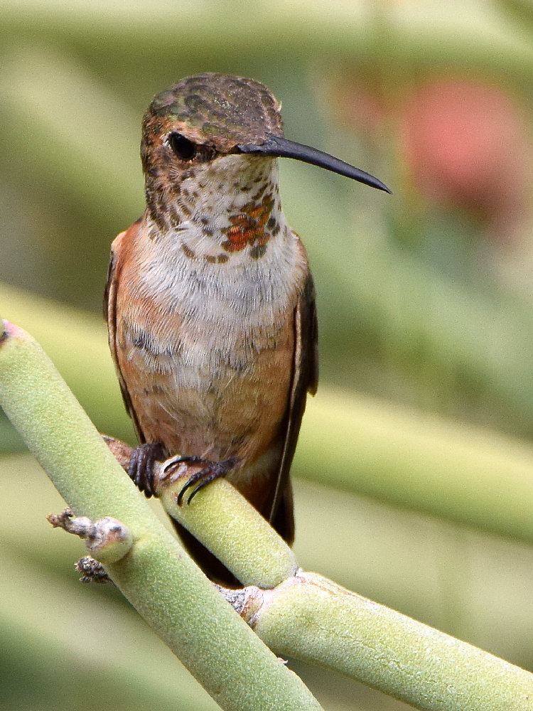 Hummer9.jpg