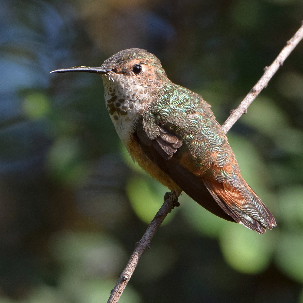 Hummer9.jpg
