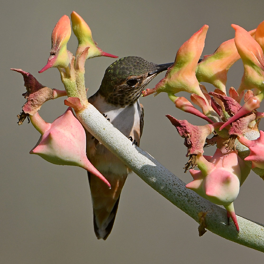 Hummer9.jpg