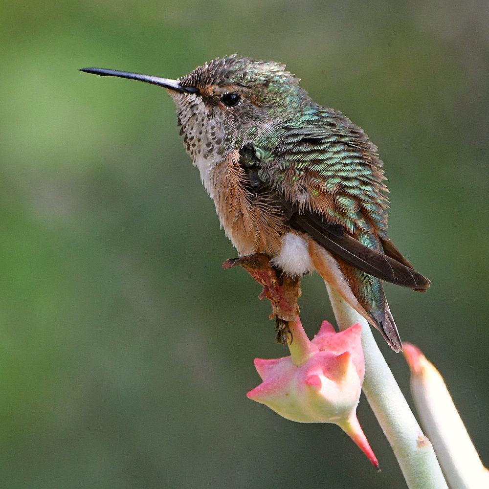 Hummer9.jpg