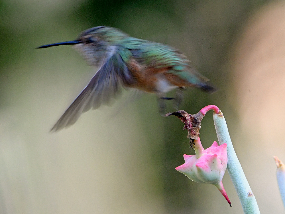 Hummer9.jpg