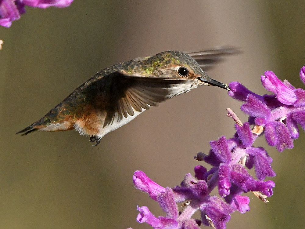 Hummer9.jpg