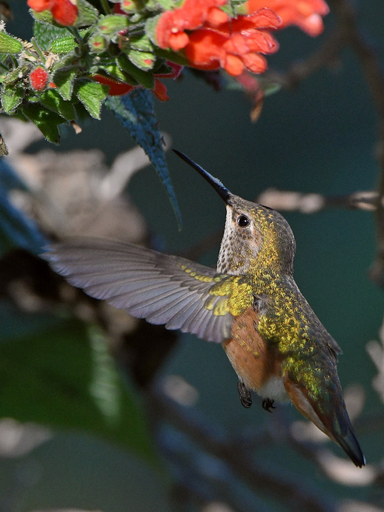 Hummer9.jpg