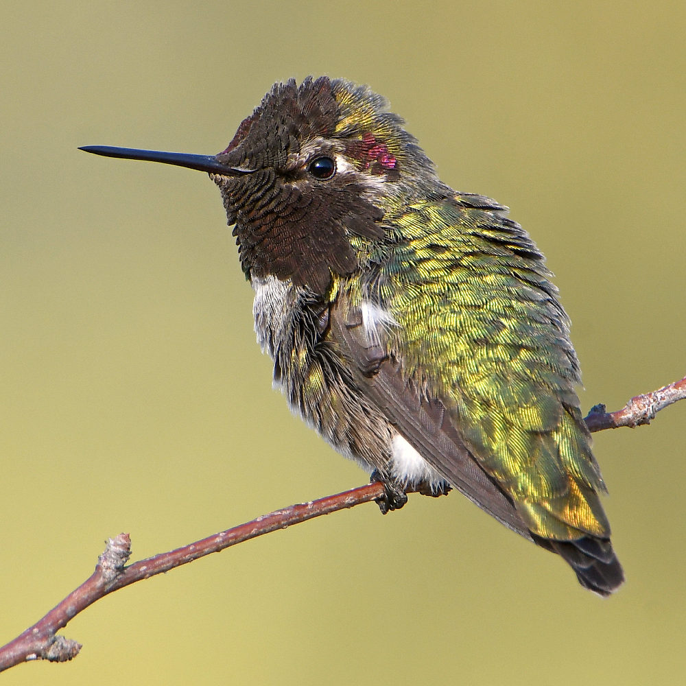 Hummer9.jpg