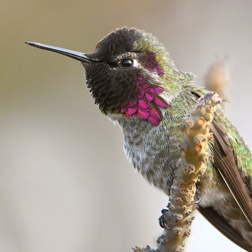 Hummer9.jpg